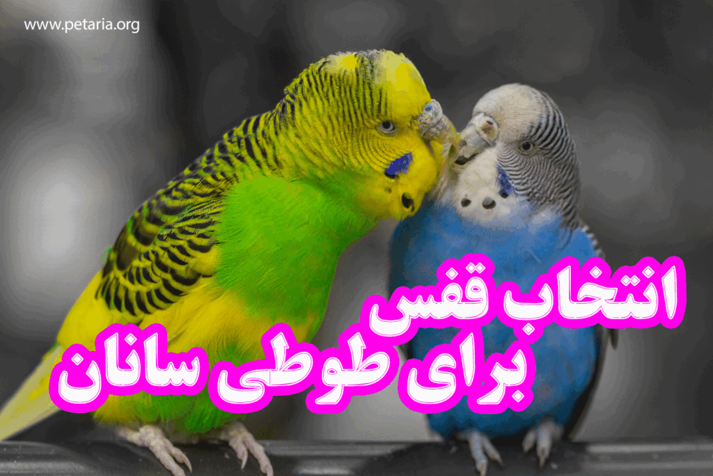 بهترین قفس برای طوطی سانان 3 A 1024x683 1