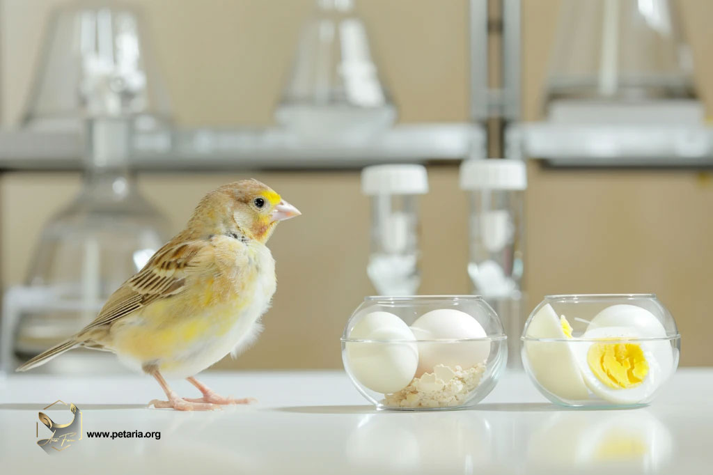 مزایای غذای تخممرغی شرکتی نسبت به تخممرغ آبپز در تغذیه پرندگان 1 1